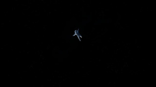 Bird flying dark background white - left free wallpaper
