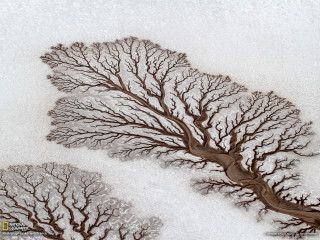 Tree snow no leaves winter - andy goldsworthy free wallpaper