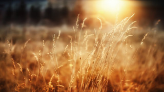 Tall grass sunset blurry photorealism - grass free wallpaper