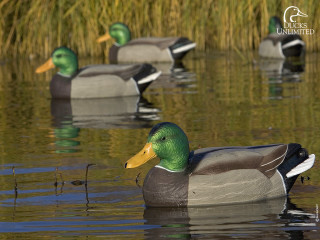 Ducks floating lake tall grass 2 - top of a lake next free wallpaper