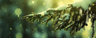 Snowy tree branch sunlight snowflakes - a branch of a tree free wallpaper