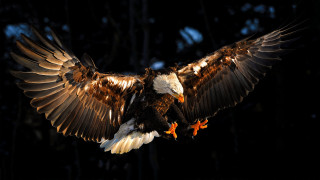 Large bird wings spread talons - wing free wallpaper