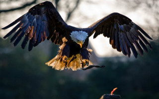 Eagle spread wings feathers cloud - beak free wallpaper