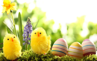 Chicks grass eggs flowers daffodil - egg free wallpaper