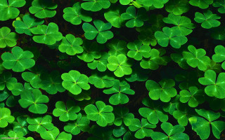 Green shamrocks grass ecological art - ecological art free wallpaper