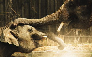 Elephants touching trunks zoo bamboo - the fence free wallpaper