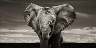 Large elephant field cloudy sky - amédée ozenfant free wallpaper