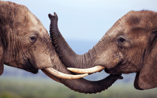 Elephants touching trunks field trees 2 - amédée ozenfant free wallpaper