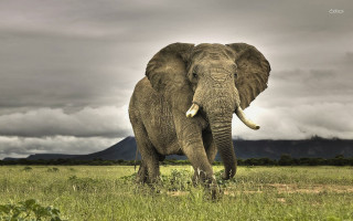 Elephant field mountains clouds sky 2 - an elephant free wallpaper