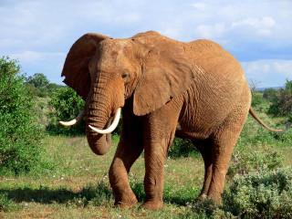 Elephant field trees bushes blue - an elephant free wallpaper