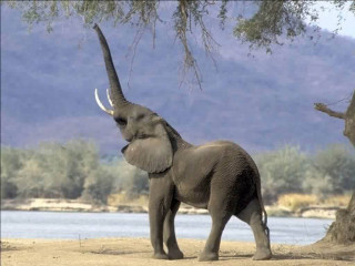 Elephant beach tree water mountains - an elephant free wallpaper