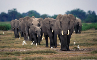 Elephants herd grass field birds 2 - a herd of elephants free wallpaper