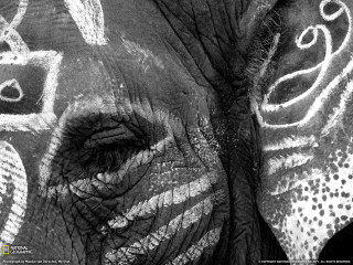 Elephant closeup pattern face detail - sumatraism free wallpaper
