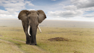 Elephant grass field cloudy sky - an elephant free wallpaper