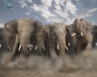 Elephants herd dirt field cloudy 2 - a herd of elephants free wallpaper