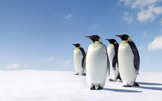 Penguins standing in snow together - looking free wallpaper