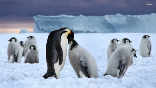 Penguins standing in snow together 3 - a group of penguins free wallpaper