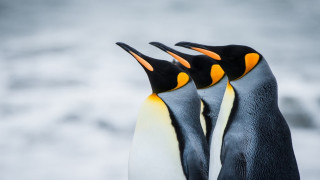 Penguins beach gray sky side - a gray sky in the background free wallpaper