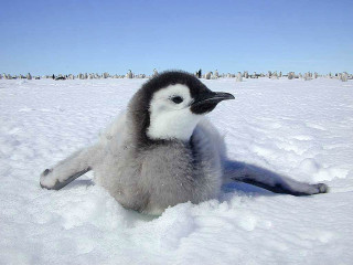 Penguin snow head back eyes - eye open free wallpaper