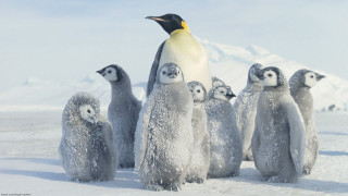 Penguins snow group standing behind - a group of penguins free wallpaper