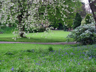 Park tree bench path middle - cornelia parker free wallpaper