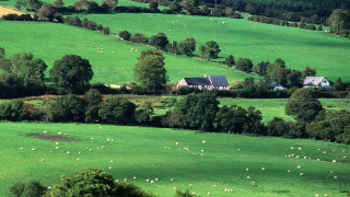 Large field house sheep trees - sheep free wallpaper