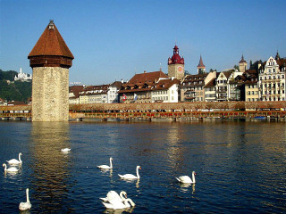 Swans swimming lake city bridge - a city free wallpaper