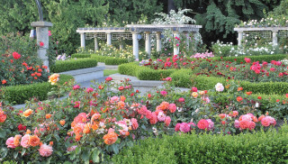 Garden flowers bushes bench middle - ann thetis blacker free wallpaper