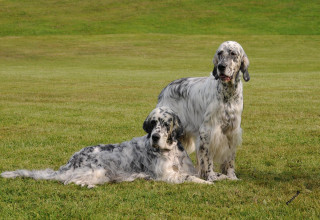 Two dogs gray white black - two dog free wallpaper