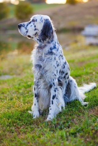 Dog sitting grass looking distance - the grass free wallpaper