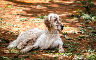 Dog laying shade tree grass - a dog free wallpaper for desktop