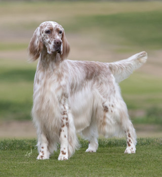 Dog standing field grass hill - animal photography free wallpaper