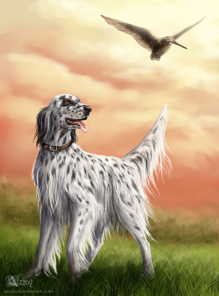Dog field bird flying sky - a dog free wallpaper