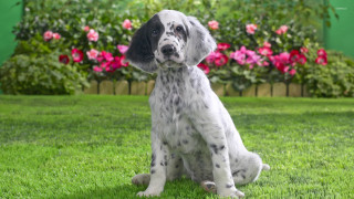 Dog sitting grass flowers green - pointillism free wallpaper