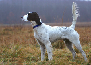 Dog standing field blue collar - a blue collar free wallpaper