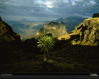 Palm tree mountain range cloudy - the distance free wallpaper for desktop