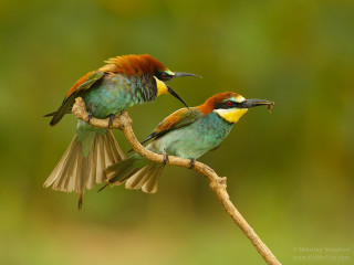 Colorful birds branch beaks open - two colorful bird free wallpaper