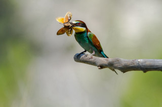 Colorful bird flower branch fairy - its beak free wallpaper
