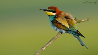 Colorful bird branch green background 2 - a flemish baroque free wallpaper