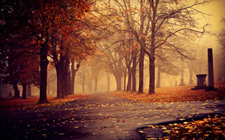 Road bench trees leaves fog - evgeny lushpin free wallpaper