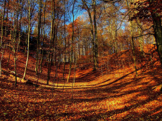 Dirt road fall trees blue - the fall season free wallpaper