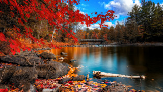 Lake trees red leaves bridge - a bridge in the background free wallpaper