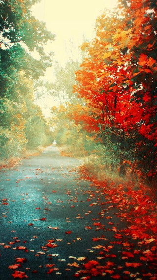 Autumn road red leaves burning - impressionist free wallpaper