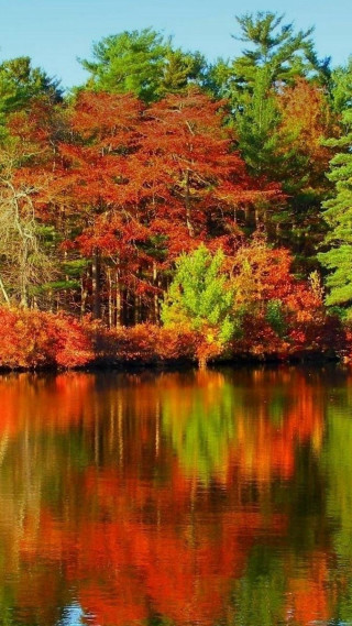 Lake trees red leaves blue - impressionist free wallpaper