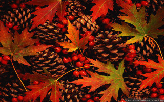 Pine cones berries autumn leaves - berry free wallpaper