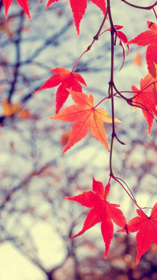 Branch red leaves bare tree - a branch free wallpaper