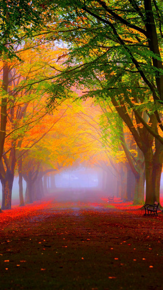 Park bench forest trees leaves - impressionist free wallpaper