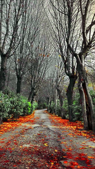 Road trees leaves stop sign - the side of the road free wallpaper