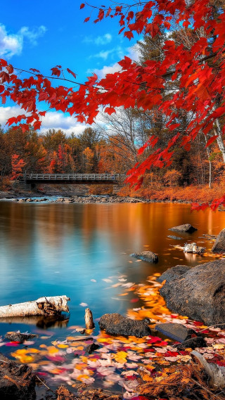 Lake trees red leaves bridge 2 - color field free wallpaper