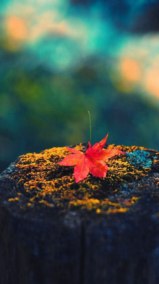Maple leaf campfire fiery wings - neoromanticism free wallpaper